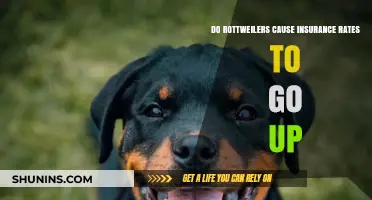 Rottweilers and Insurance: Higher Rates, Necessary Evil?