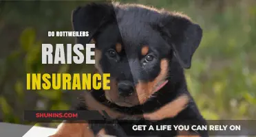 Rottweilers and Home Insurance: Understanding Breed-Specific Rate Increases