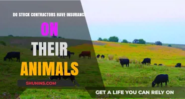 Do Stock Contractors Insure Their Animals? Exploring Livestock Coverage