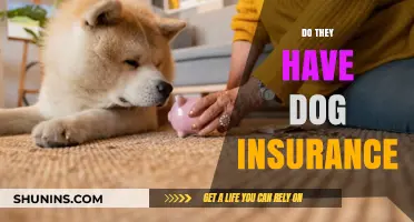 Do They Have Dog Insurance? Exploring Pet Coverage Options