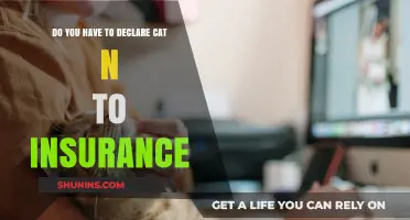Declaring Cat N Status: Insurance Requirements and What You Need to Know