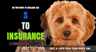 Declaring Cats to Insurance: What Pet Owners Need to Know