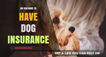 Is Dog Insurance Necessary? Exploring the Pros and Cons for Pet Owners