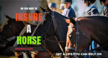 Do You Need Horse Insurance? Understanding Equine Coverage Essentials