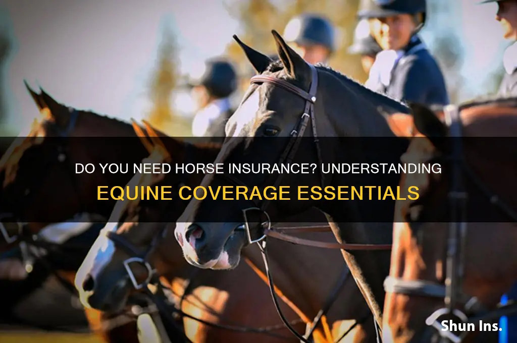 do you have to insure a horse
