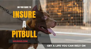 Do You Need Pitbull Insurance? Legal Requirements and Owner Tips