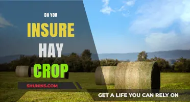 Should You Insure Your Hay Crop? Exploring Risks and Benefits