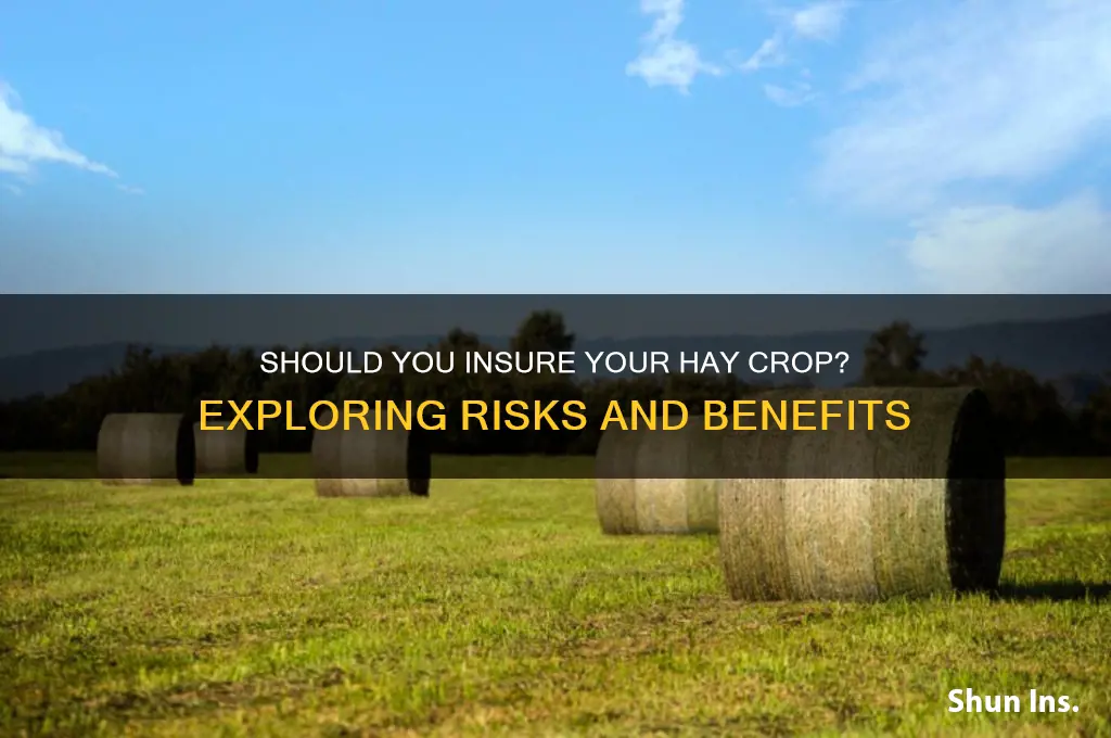 do you insure hay crop