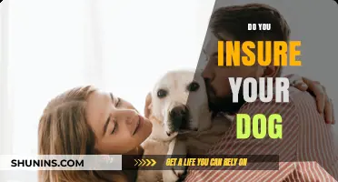 Should You Insure Your Dog? Exploring Pet Insurance Benefits and Costs