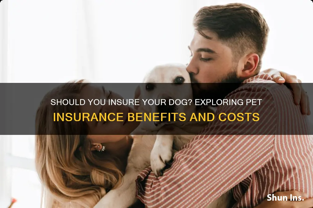 do you insure your dog