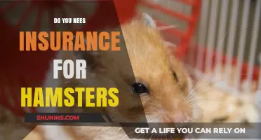 Should You Get Insurance for Your Pet Hamster? A Guide