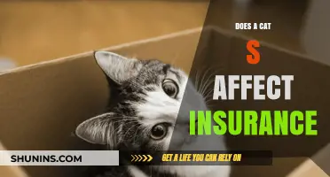 Cat Owners: Does Your Pet Affect Insurance?