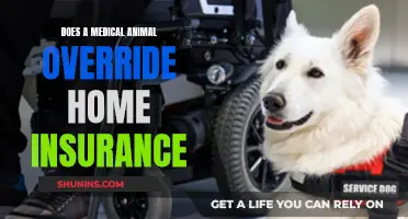 Animal-Assisted Therapy: Impact on Home Insurance Policies