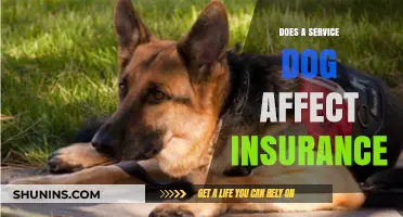Service Dogs: Insurance Implications for Homeowners