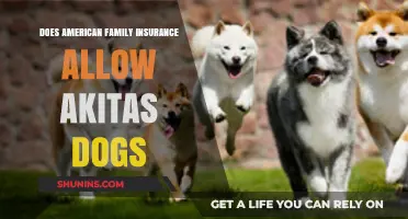 American Family Insurance and Akitas: Coverage Policies Explained