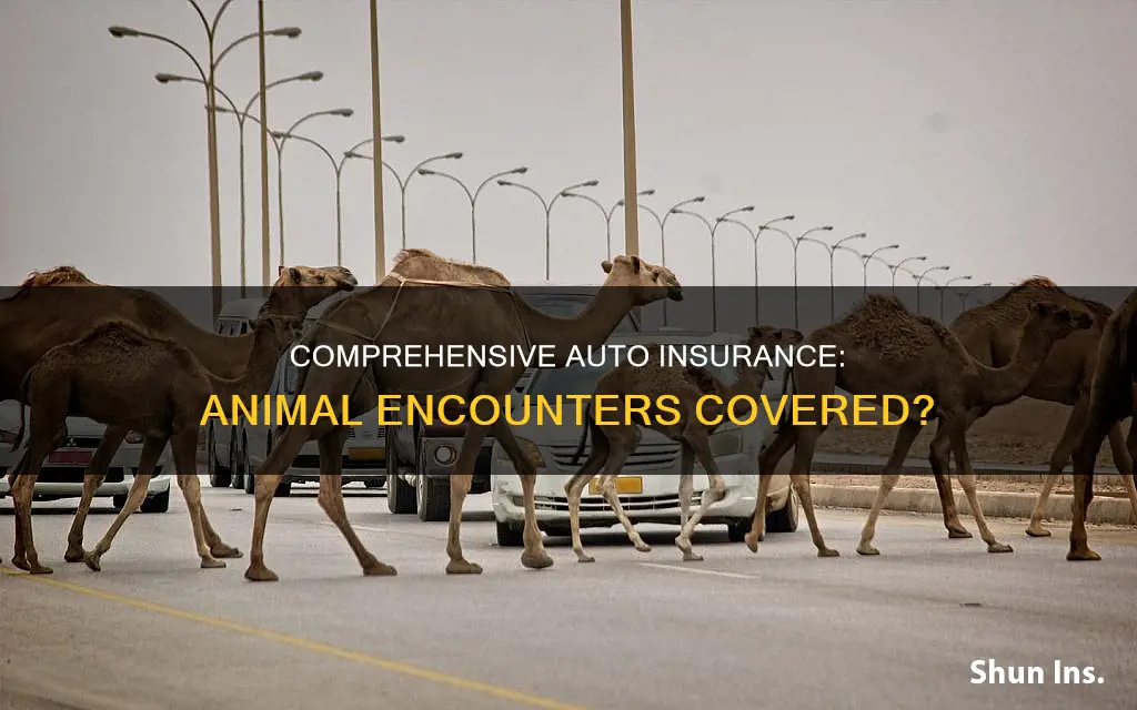 does auto comprehensive insurance cover animalsr