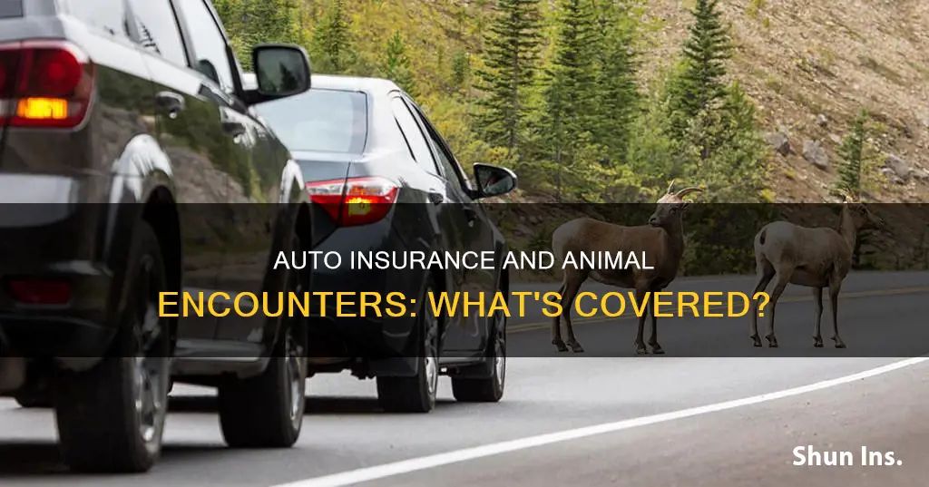 does auto insurance cover animal damage