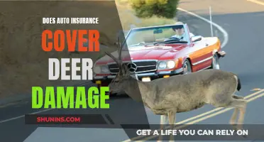 Auto Insurance: Deer Damage Covered?