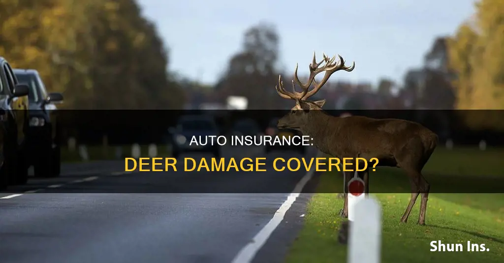 does auto insurance cover deer damage