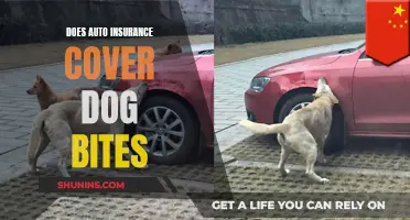 Auto Insurance and Dog Bites: What You Need to Know