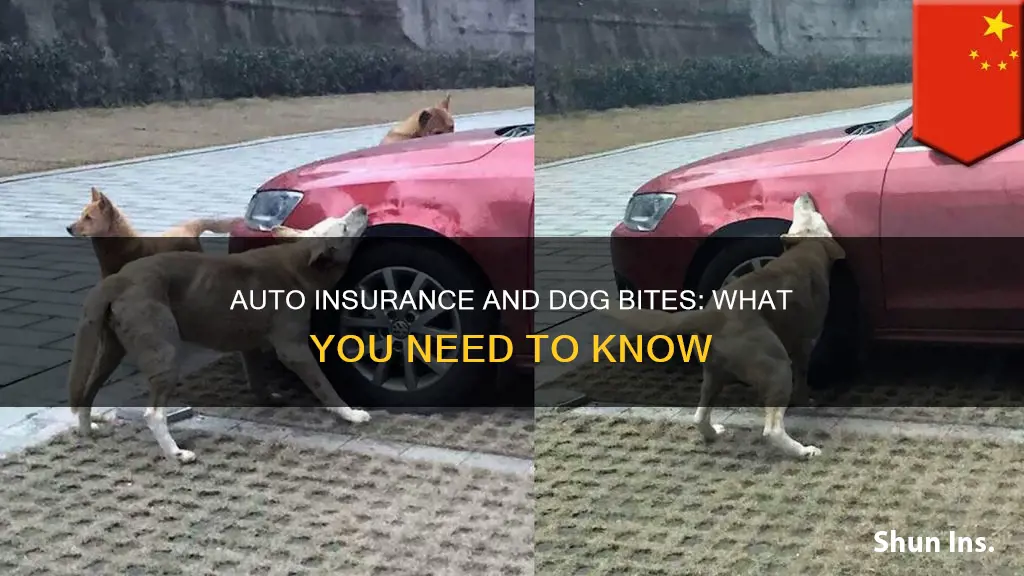 does auto insurance cover dog bites