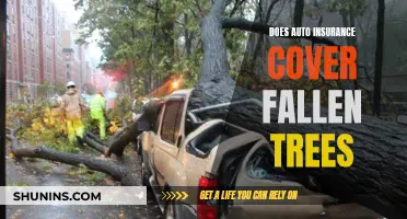 Does Auto Insurance Cover Fallen Trees?