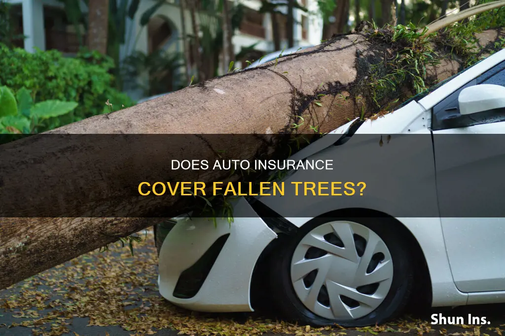 does auto insurance cover fallen trees