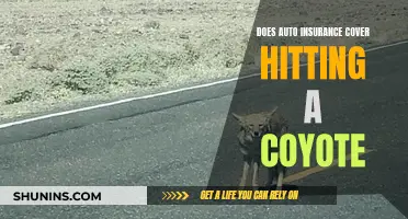 Coyote Collisions: Are You Covered by Auto Insurance?