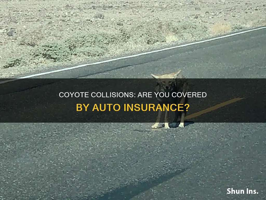 does auto insurance cover hitting a coyote