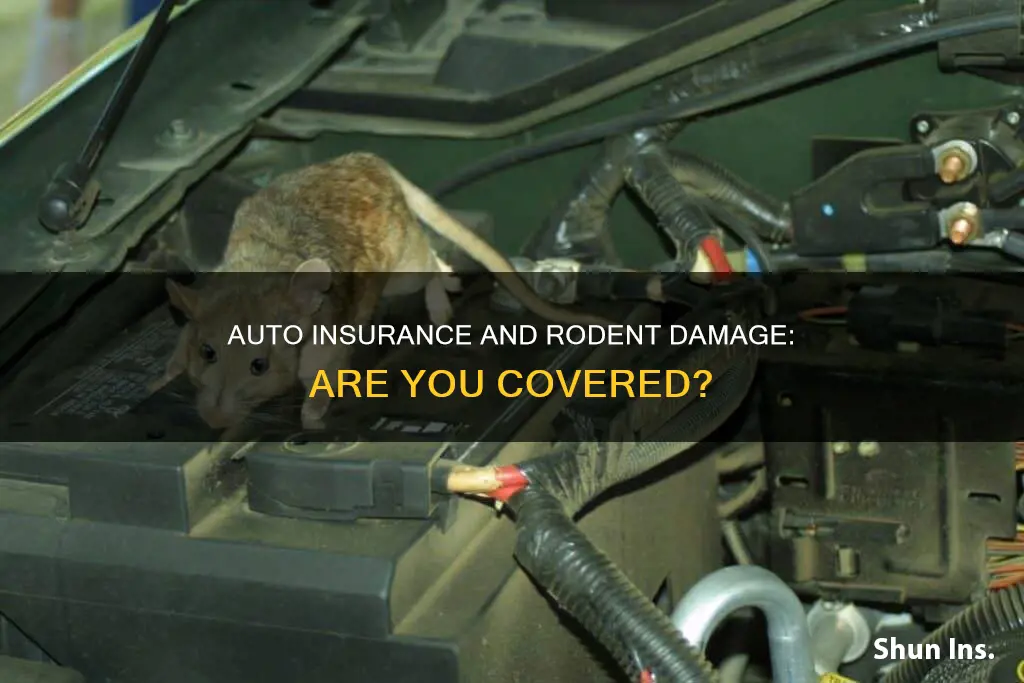 does auto insurance cover mice