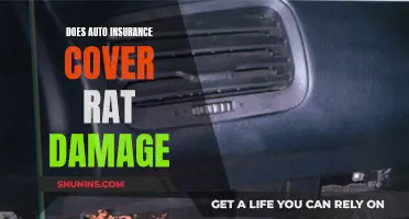 Auto Insurance and Rodent Damage: Are You Covered?