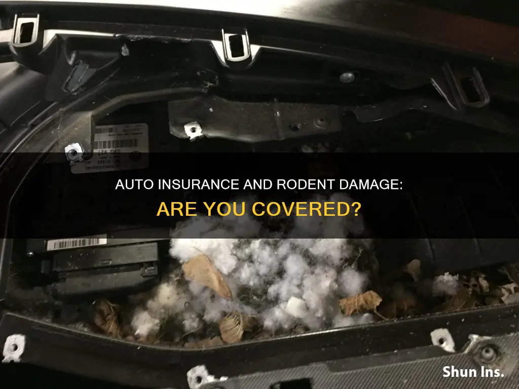 does auto insurance cover rat damage