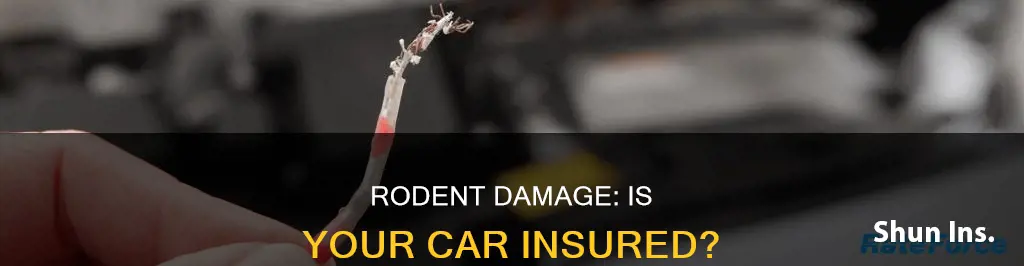 does auto insurance cover rodent damage