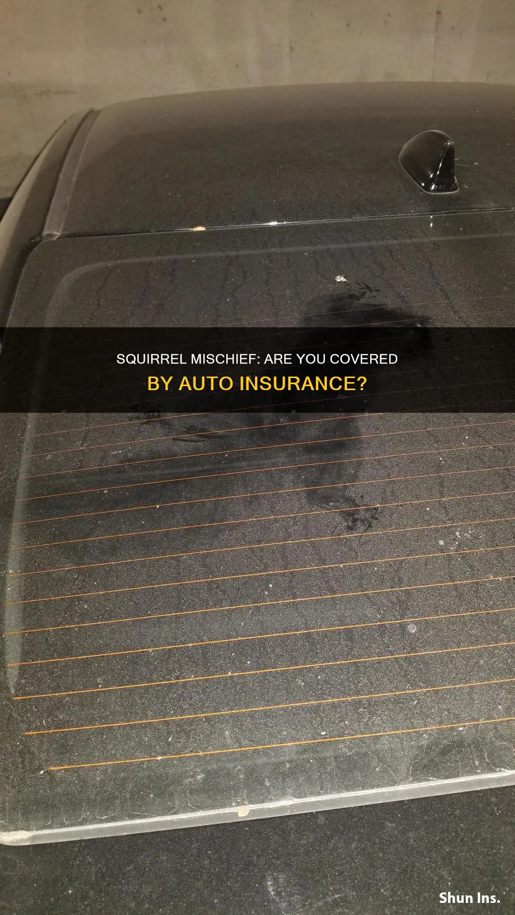 does auto insurance cover squirrel damage