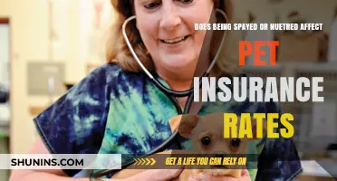 Spaying and Neutering: Impact on Pet Insurance Costs