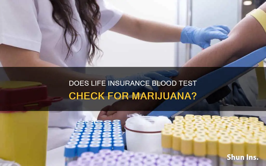 does blood test for life insurance include marajuana use