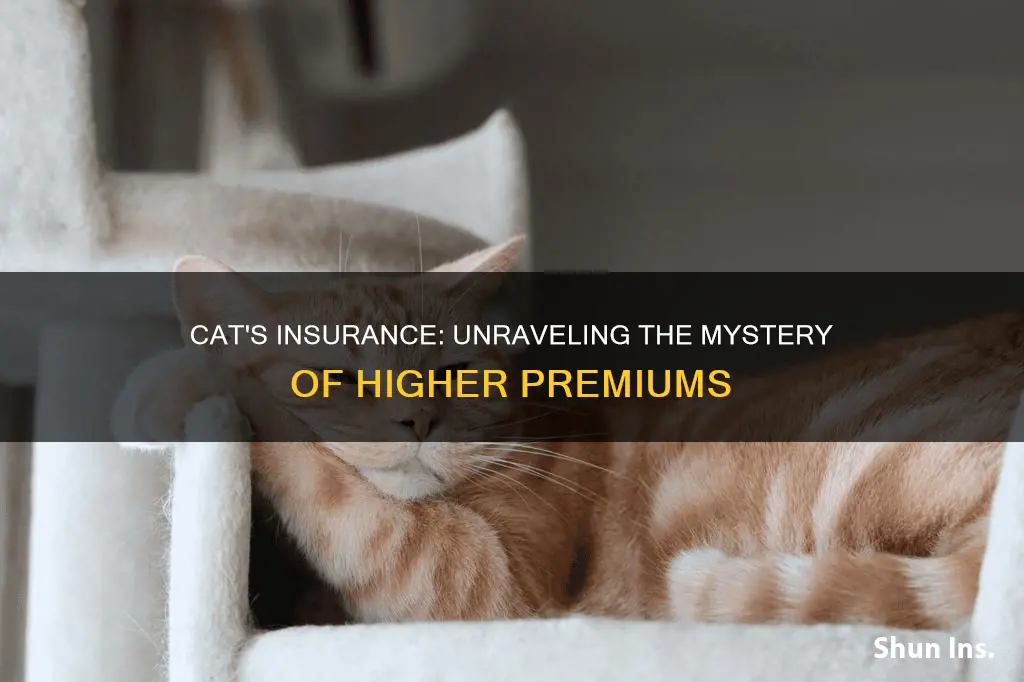 does cat s make insurance higher