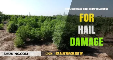 Colorado Hemp Insurance: Hail Damage Coverage Explained for Farmers