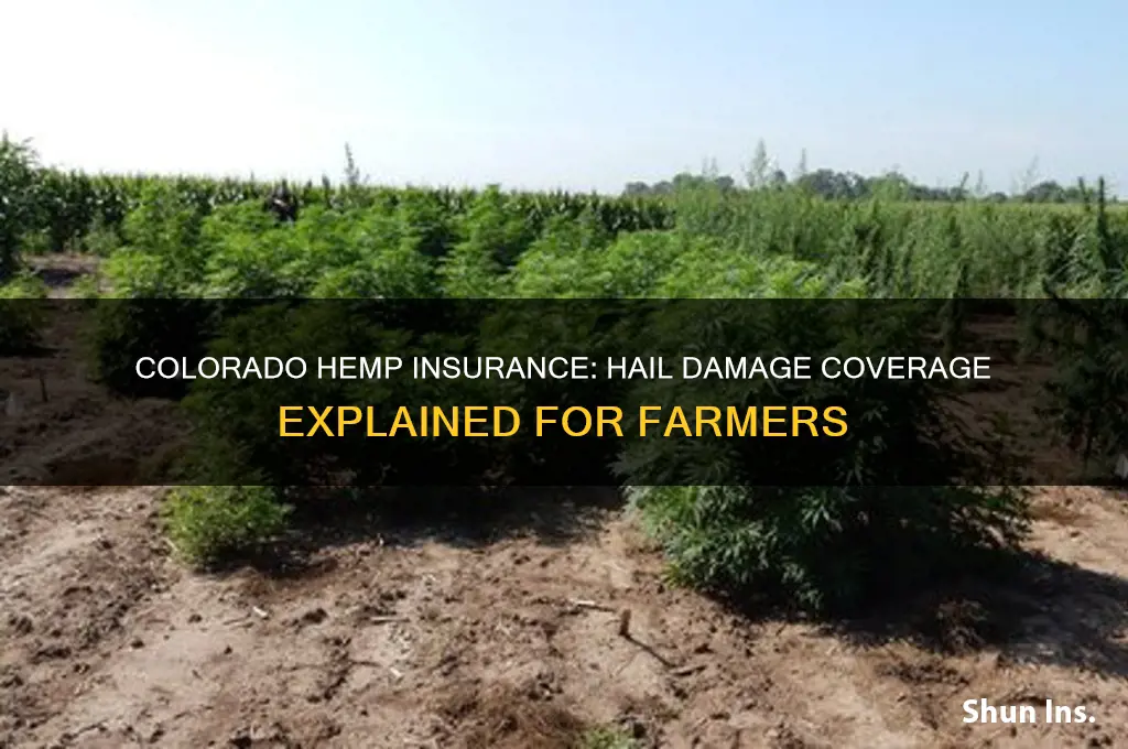 does colorado have hemp insurance for hail damage