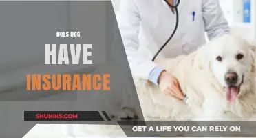 Do Dogs Need Insurance? Exploring Pet Coverage Options and Benefits