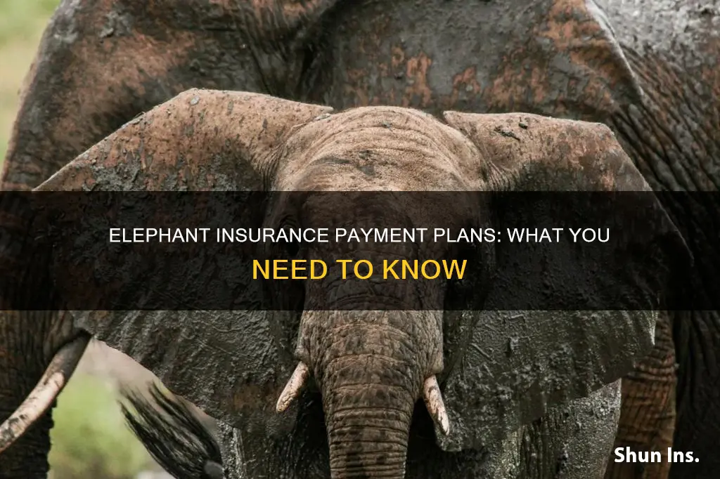 does elephant insurance do payment arrangements