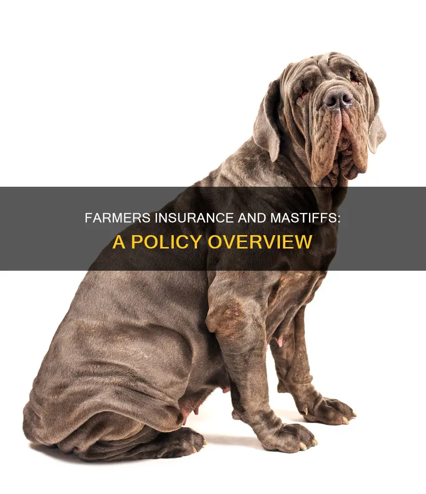 does farmers insurance allow mastiffs