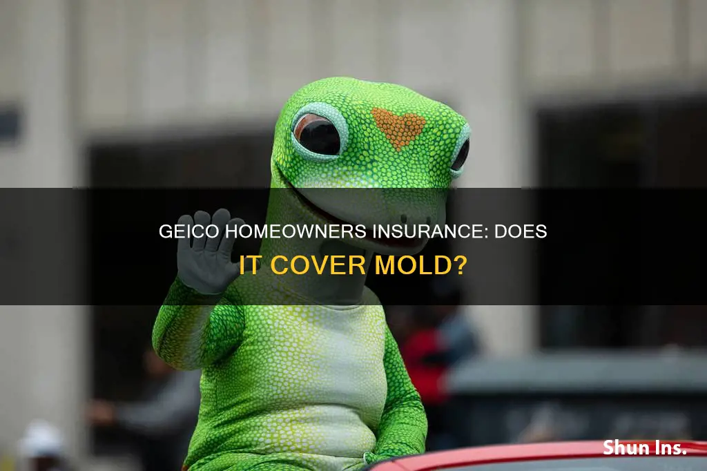 does geico homeowners insurance cover mold