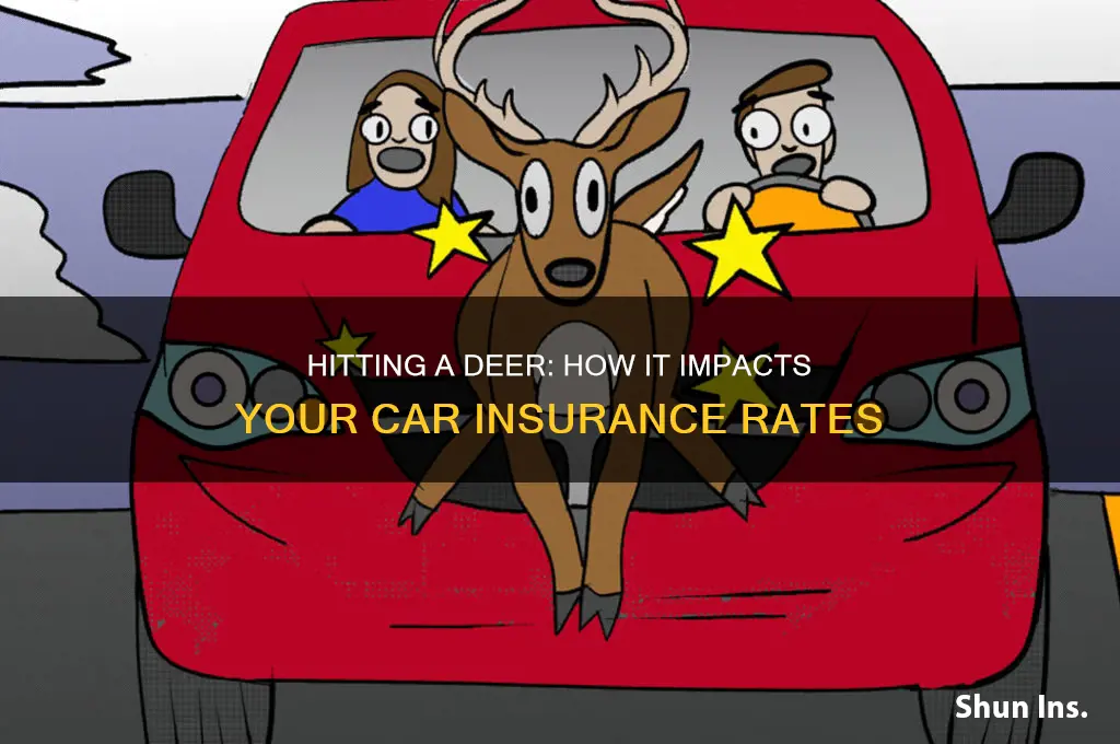 does hitting a deer increase insurance