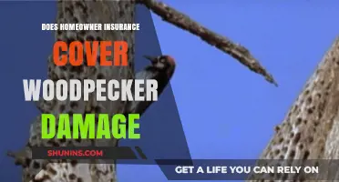Woodpecker Damage: Is Your Home Insurance Enough?