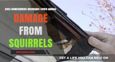 Home Insurance: Squirrel Damage Covered?