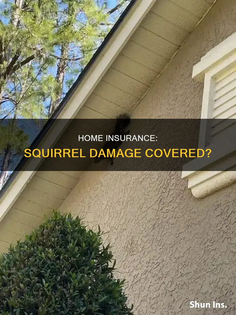 does homeowners insurance cover animal damage from squirrels