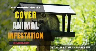 Home Insurance: Animal Infestation Covered?