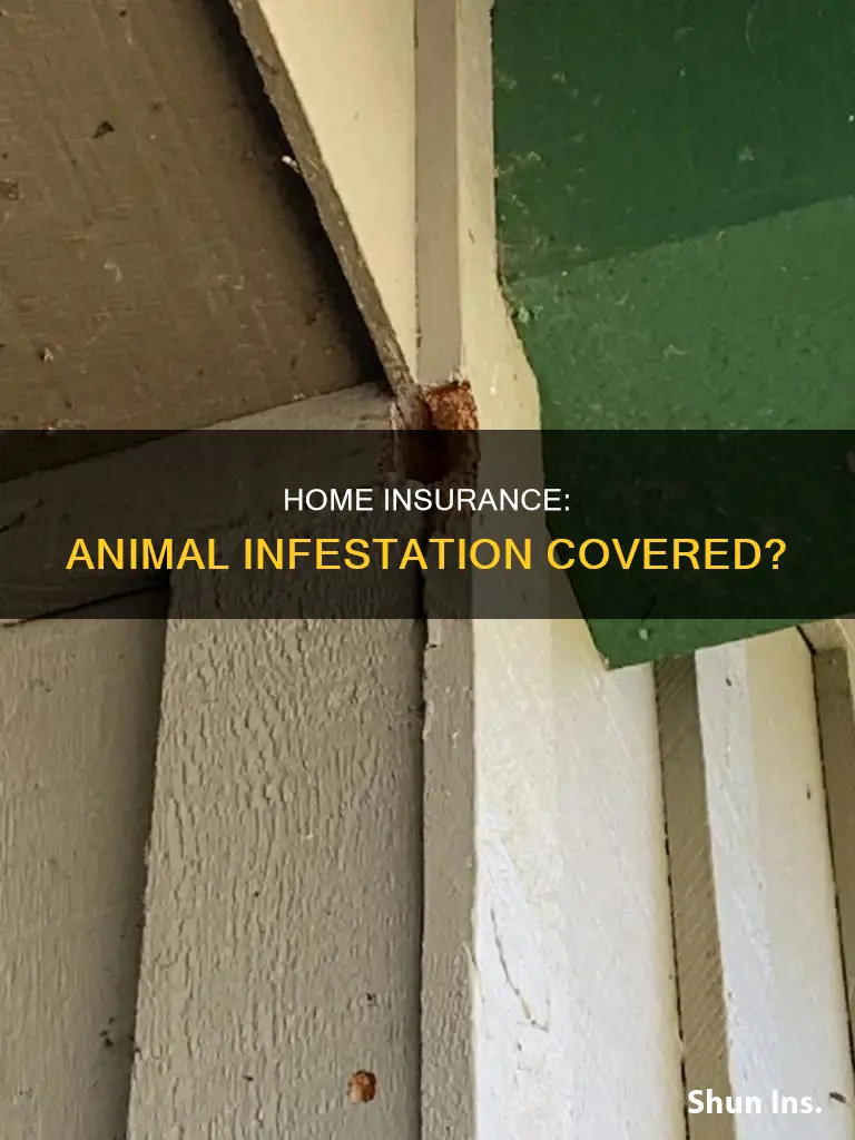 does homeowners insurance cover animal infestation