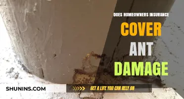 Home Insurance: Ant Damage Covered or Not?
